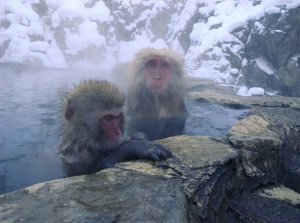 snow monkeys in japan with readyclickandgo, private day tours in japan, private day trips in japan